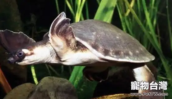 豬鼻龜的繁殖期知識