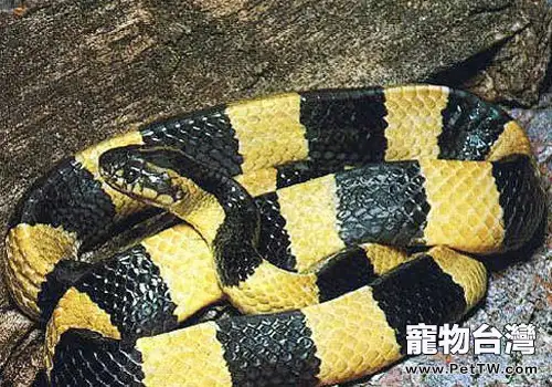 治療蛇口腔炎的方法有哪些(1圖)-寵物台灣