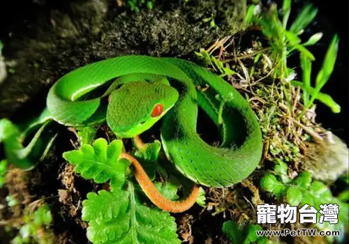 導致蛇厭食的原因有哪些(1圖)-寵物台灣