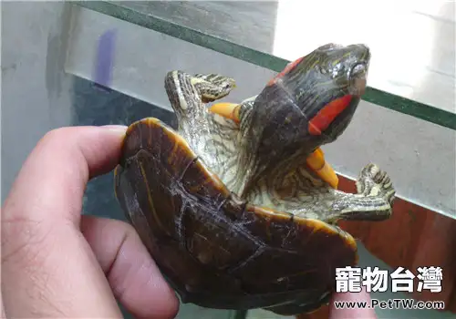 寵物龜腸胃炎的預防措施(1圖)-寵物台灣