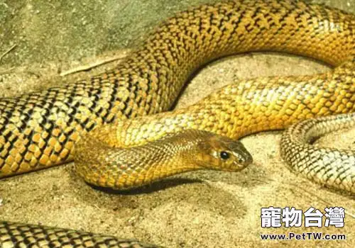 蛇枯尾病有哪些病因及症狀(1圖)-寵物台灣