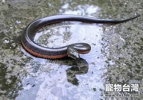 如何防治蛇枯尾病(1圖)-寵物台灣