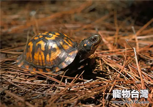 龜腸胃炎的治療方法(1圖)-寵物台灣