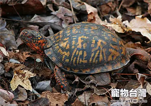 寵物龜外傷的處理方法