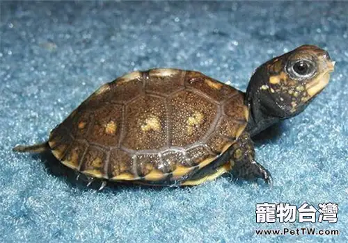 引起龜軟便的原因分析(1圖)-寵物台灣