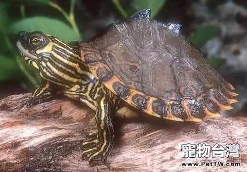 龜爛皮病的症狀表現(1圖)-寵物台灣