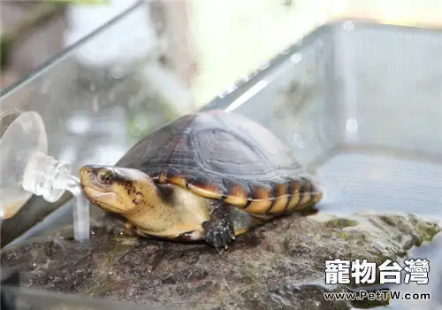 龜中暑的分類及症狀表現(1圖)-寵物台灣