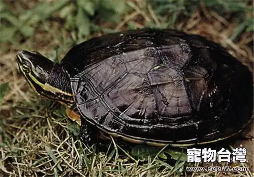 龜中暑的防治要點(1圖)-寵物台灣