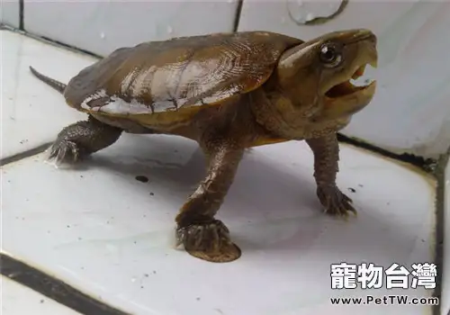 龜綠膿假單細胞菌的症狀與防治(1圖)-寵物台灣