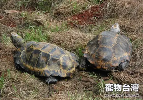 寵物龜摩根氏變形桿菌的症狀表現