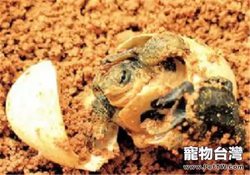 龜腮腺炎的病因及症狀(1圖)-寵物台灣