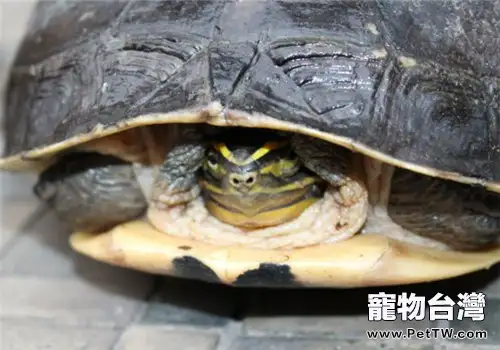 龜爛甲病的治療建議(1圖)-寵物台灣