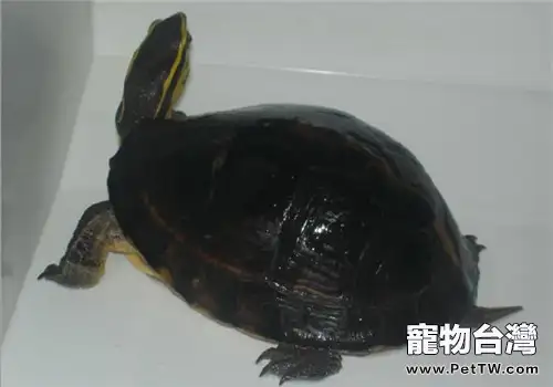 龜爛甲病的預防要點(1圖)-寵物台灣