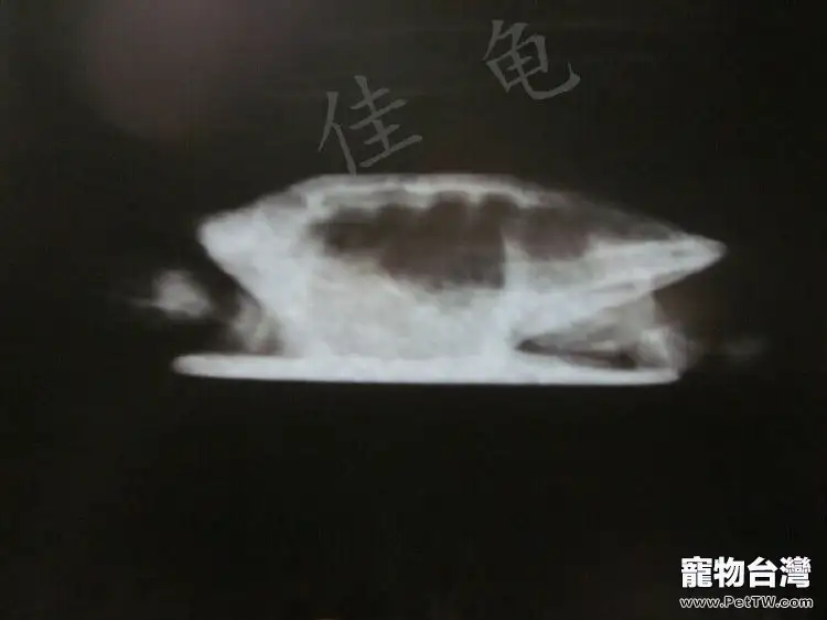 寵物龜能做X光嗎？