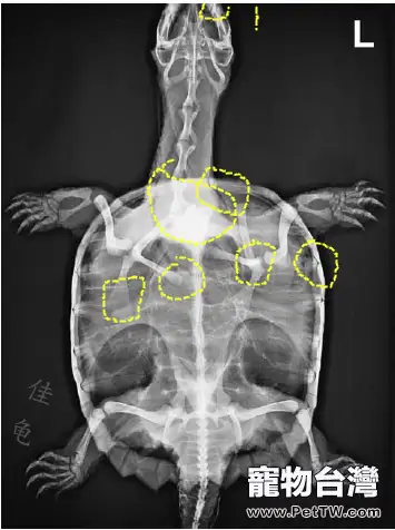 寵物龜能做X光嗎？