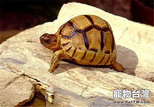 龜營養缺乏性骨骼軟化症的防治措施(1圖)-寵物台灣