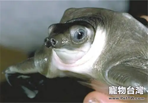 龜乳頭狀腫瘤的疾病概述(1圖)-寵物台灣