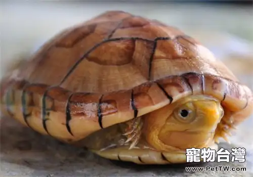 寵物龜口腔炎的症狀表現(1圖)-寵物台灣