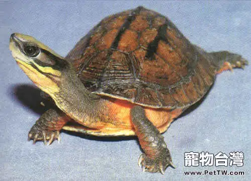 寵物龜肺炎的症狀表現