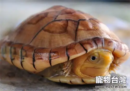 寵物龜體外寄生蟲的病因分析(1圖)-寵物台灣