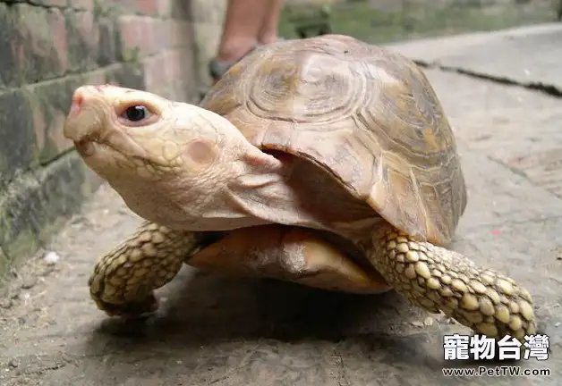 怎麼讓寵物龜開胃