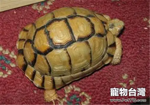 龜體內寄生蟲的症狀表現(1圖)-寵物台灣