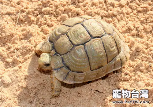 龜體內寄生蟲的防治方法(1圖)-寵物台灣