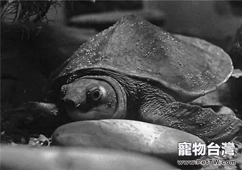 龜感冒的症狀表現(1圖)-寵物台灣