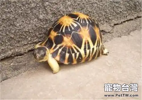 哪些龜適合家庭飼養
