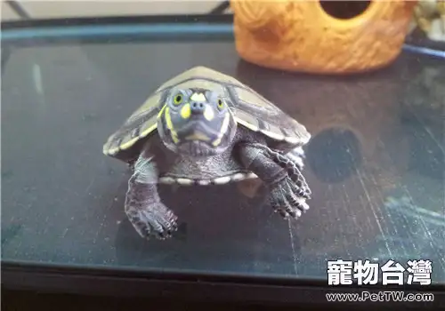 飼養黃頭側頸龜的水質要求(1圖)-寵物台灣