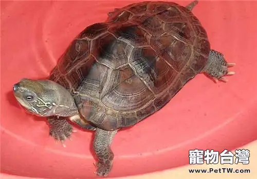 中華草龜能長多大?壽命有多長?(1圖)-寵物台灣