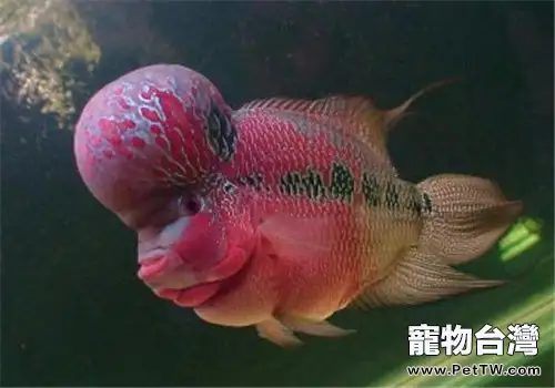 如何控制水族箱中藻類的生長