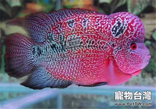 如何控制水族箱中藻類的生長