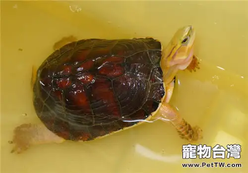 常見的需要冬眠的熱帶龜