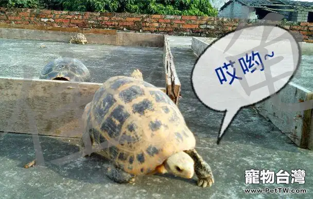 介紹一款自配的寵物龜健康調理品(共5張圖片)-寵物台灣