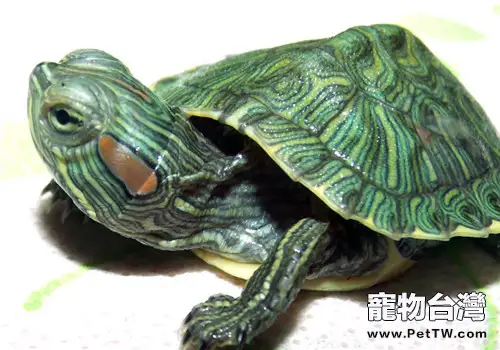 巴西龜的四種冬眠方式
