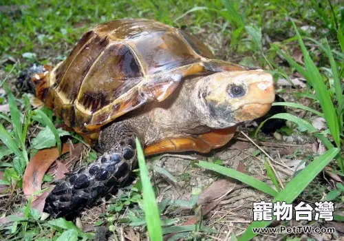 如何為你的龜龜上眼藥(共2張圖片)-寵物台灣