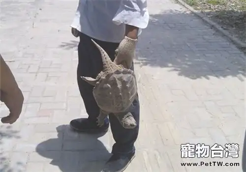 幾種鱷龜的區分與鑒別方法(共6張圖片)-寵物台灣