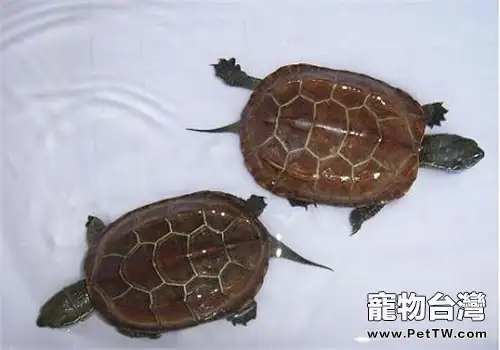 龜冬眠甦醒後應注意哪些問題？