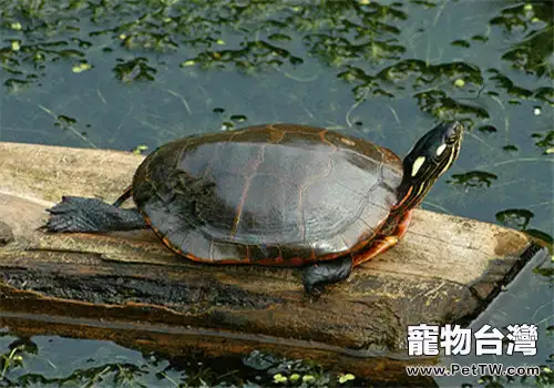 推薦五種適合新手飼養的水龜品種