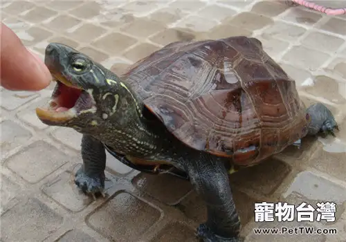 推薦五種適合新手飼養的水龜品種