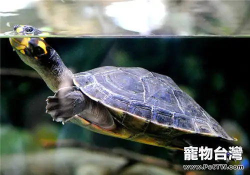 推薦五種適合新手飼養的水龜品種