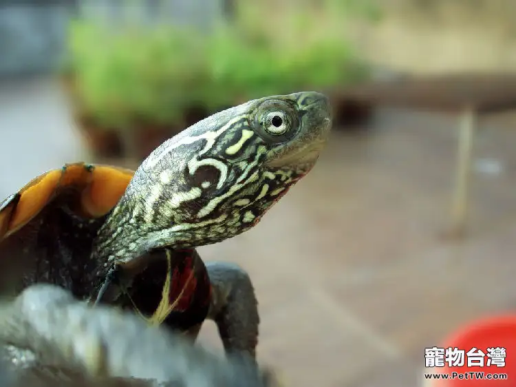 關於提高龜類繁殖性能的方法分享
