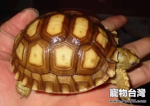 如何飼養好蘇卡達龜(1圖)-寵物台灣