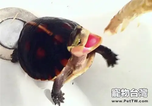 剛購買的黃緣閉殼龜怎麼養？