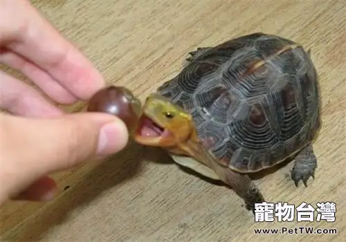 剛購買的黃緣閉殼龜怎麼養？