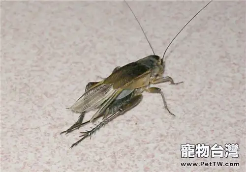 秋季到時,如何養好蟋蟀?(共3張圖片)-寵物台灣