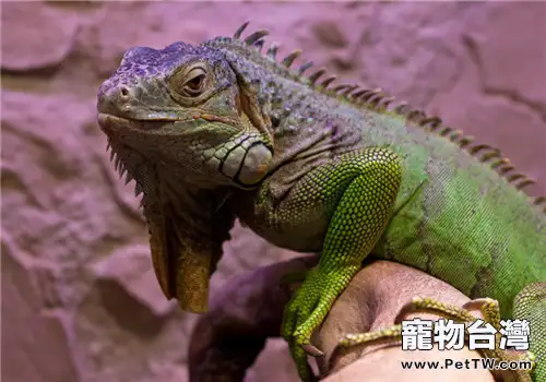 綠鬣蜥是國家保護動物嗎?(共2張圖片)-寵物台灣