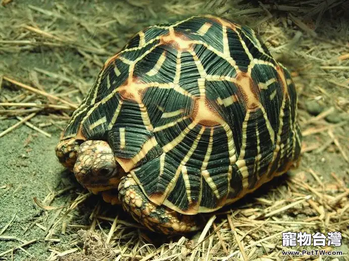印度星龜簡介(1圖)-寵物台灣