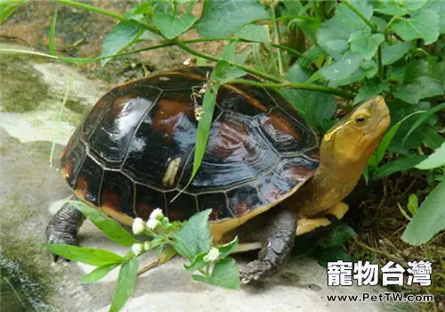 黃緣盒龜的繁殖孵化方法